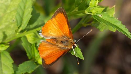 Deudorix livia